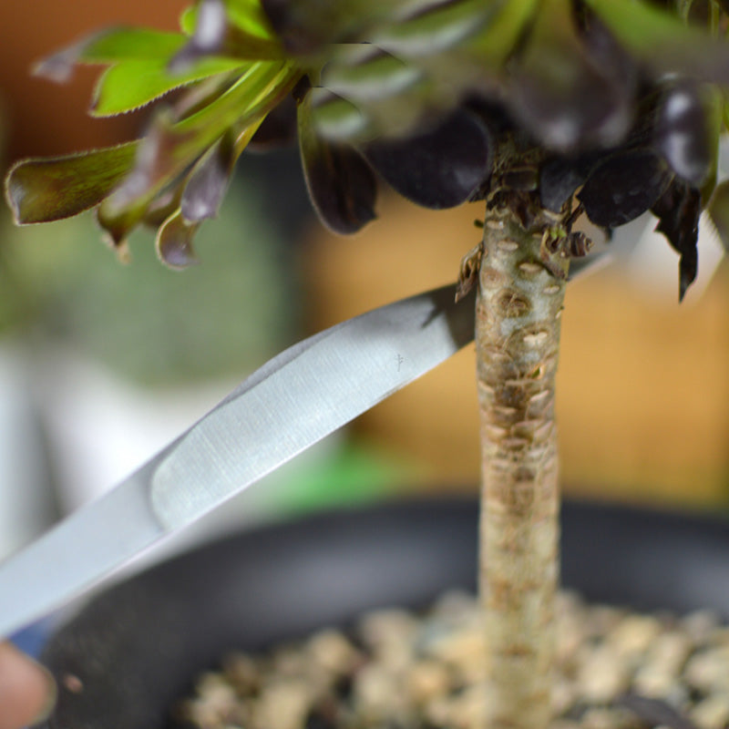 Bonsai Pruning Knife Set