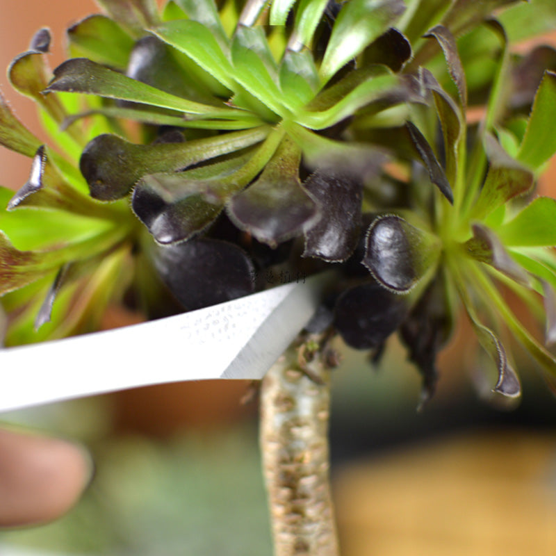 Bonsai Pruning Knife Set