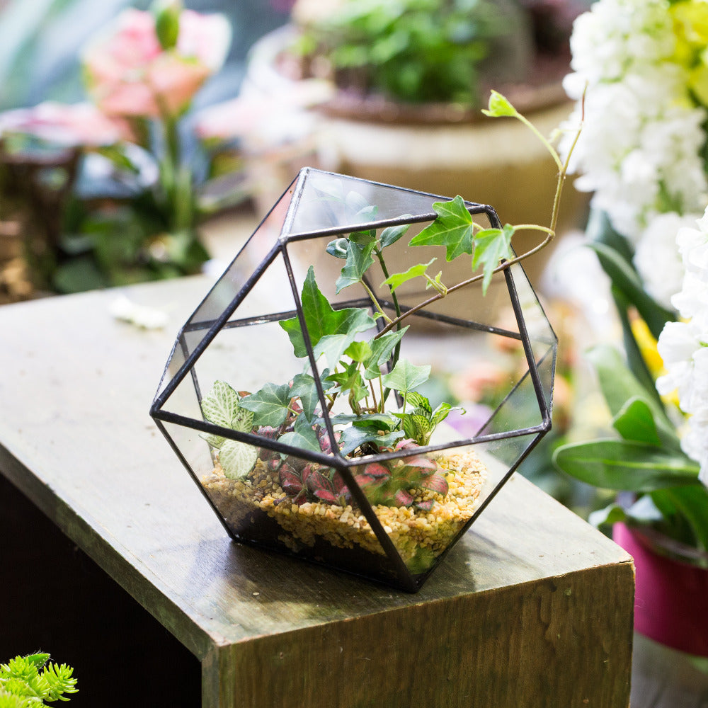 Creative Glass Geometric Bonsai Terrarium