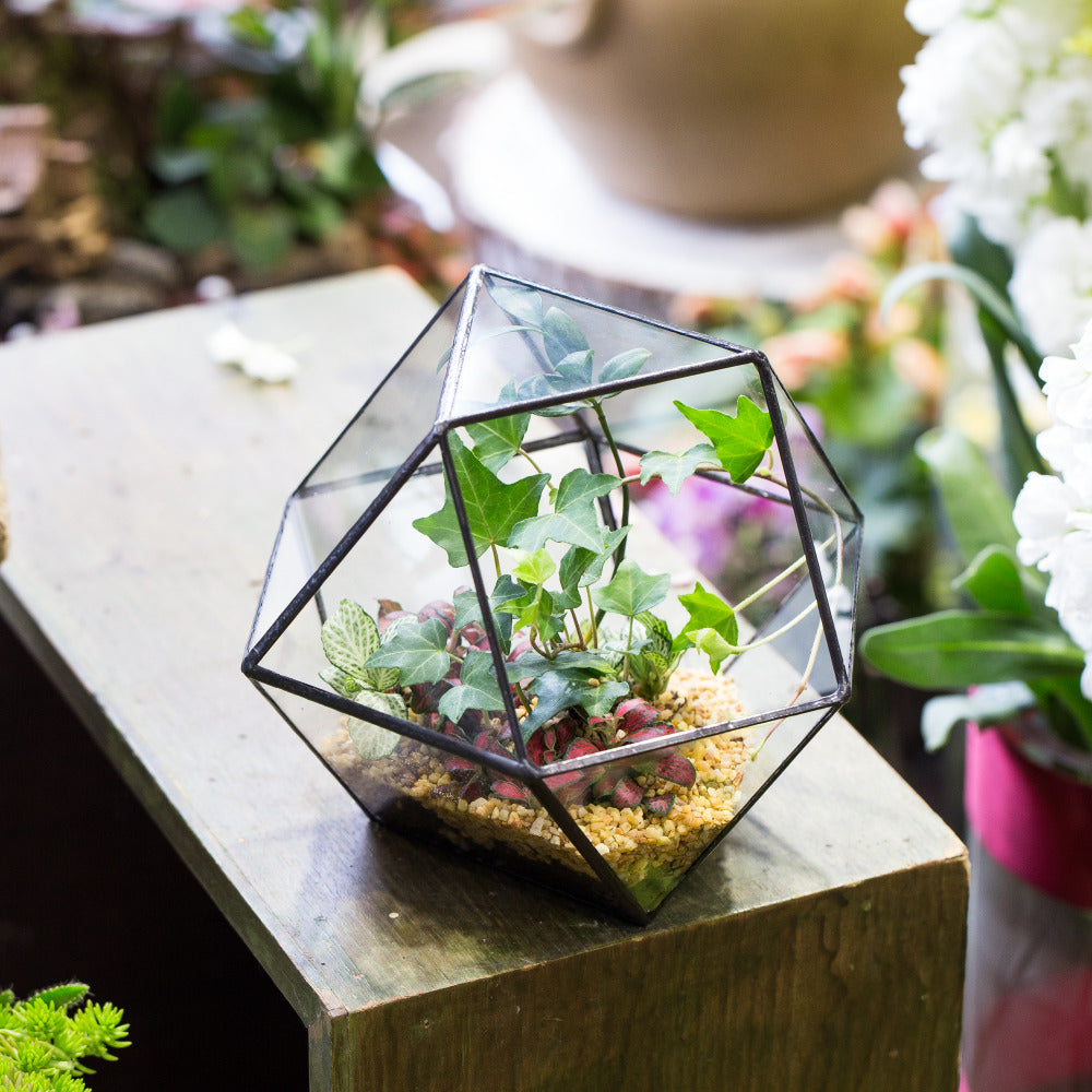 Creative Glass Geometric Bonsai Terrarium