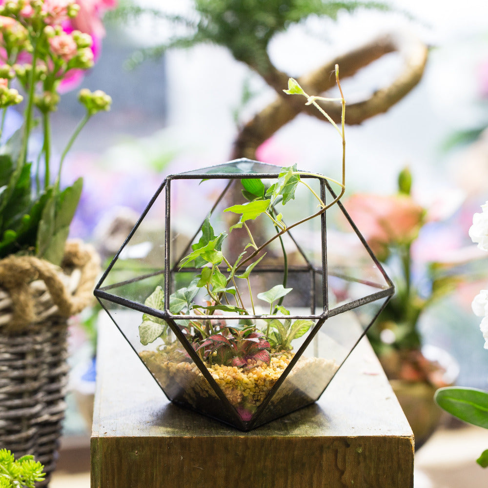 Creative Glass Geometric Bonsai Terrarium