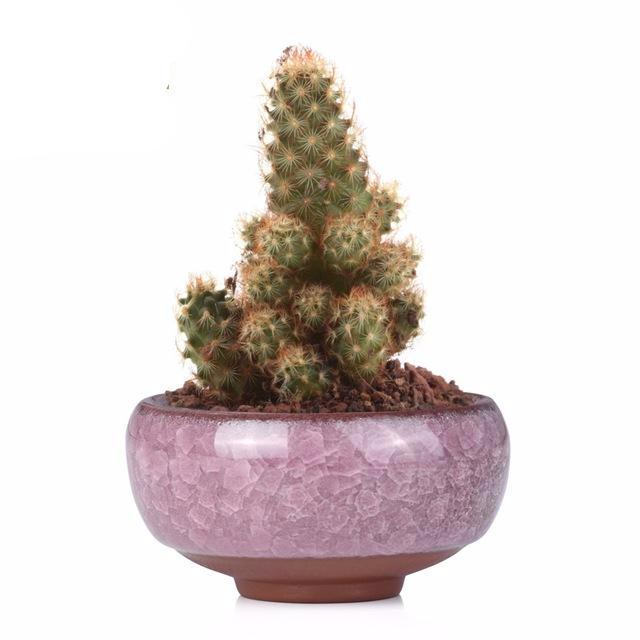 Mini Ceramic Bonsai Pots